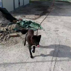 犬さんの可愛いさの画像