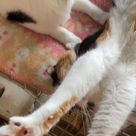 よっしゃ〰の画像