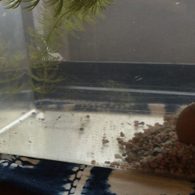 生き残った、みゆきメダカ達！何故か3種類いる？ 何故？の画像