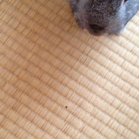 愛うさぎにも無農薬のフード（笑笑）の画像