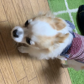 犬見知りっ子(*≧∀≦*)の画像
