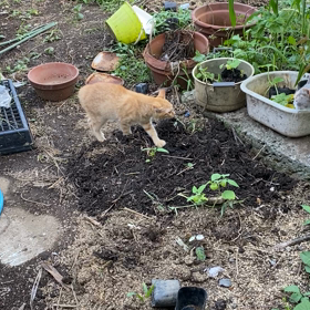 強いみーちゃんきっと生きてるね　早くお家に帰ってきての画像