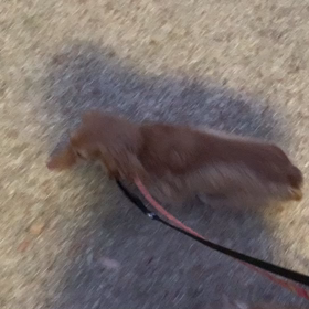 1月6日10わんこと2時間遠足新宿夜1時間代々木八幡宮の画像