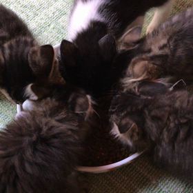 チビちゃん朝ごはんだよー！の画像