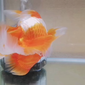 カイちゃん（飯田琉金）ダンス（動画☆BGM付）の画像