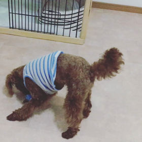 オモチャ大好き♡の画像