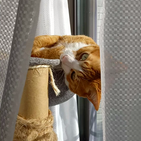 転がるにゃ。の画像