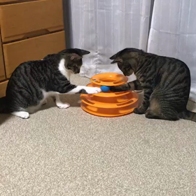 リュウくん&レイくんの画像