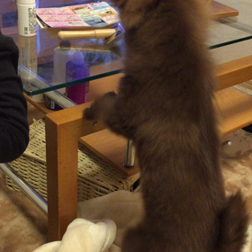 シェリ  欲しい物がまた机にぃの画像