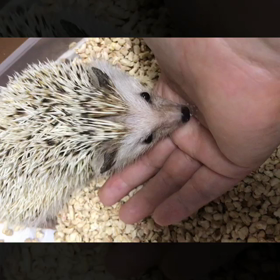 62日目食べ物で触る作戦継続中の画像