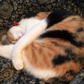 うたた猫の画像