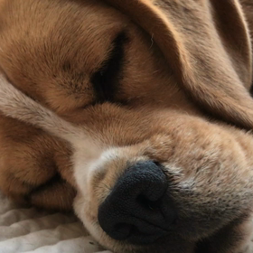 オヤジだなの画像