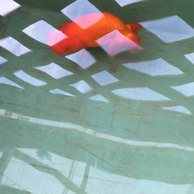 薬浴中の「蘭鋳」の画像