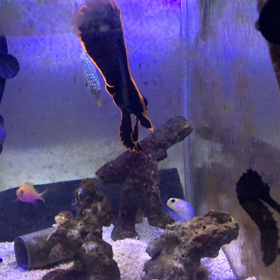 今、一番お気に入りの水槽の画像