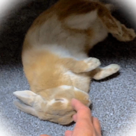 卒倒もどきの画像