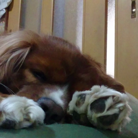 イビキ&夢(動画)の画像