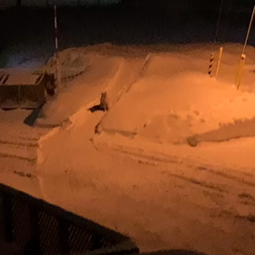 キツネの鳴き声の画像