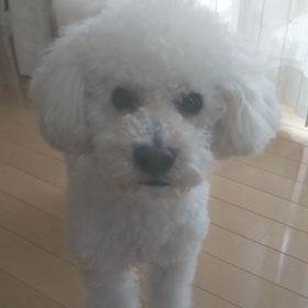 おしゃべりリヨンの画像