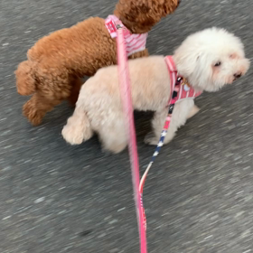 『オスワリ』『マテ』(〃ω〃)の画像