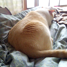 ふりふりしっぽの画像