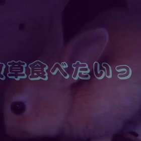 牧草が食べたい‼︎の画像