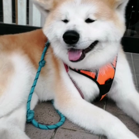 雨☔かと思ったら、散歩中は降らなかった❗未来丸は昨夜からの暑さのせいか歩く気無し‼️まあなんの画像