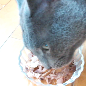 ご飯を食べるジュニアです※音出ます♪ご注意くださいませの画像