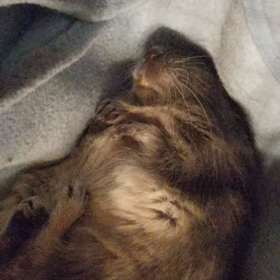 グリのヘソ天(^^)の画像