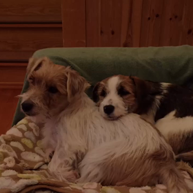 冷たいワンズの画像