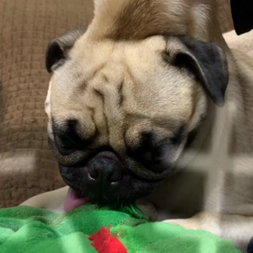 今日のももさんの画像