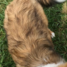 ドッグランの画像