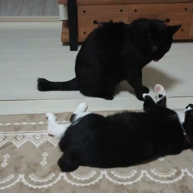 屁ーこいたー。の画像