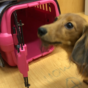 あたし騒ぎ過ぎ。の画像