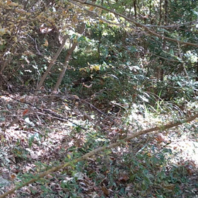 屋久島系　カイの画像