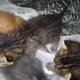 なつかしのまちねこのこねこたちの画像