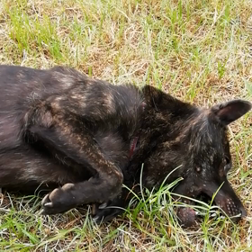 続・庭放牧（彩匁の石遊び＆紅龍の穴掘り！）の画像