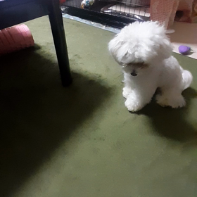 はふはふ・・・の画像