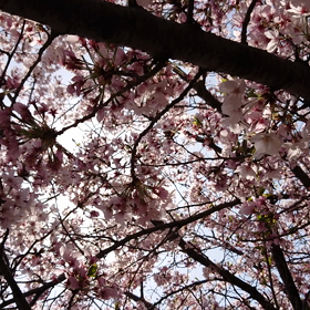 桜吹雪 見れるかなの画像