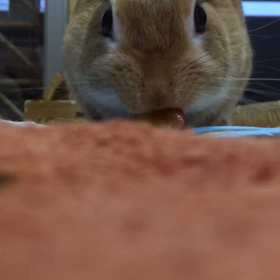 半分は床だけどlll_ _ )それでもうまうまは伝わるもん٩(๑>∀<๑)وの画像