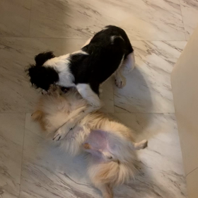 わんプロの画像