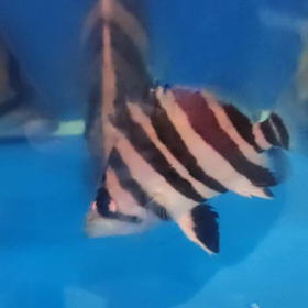 レアなダトニオの画像