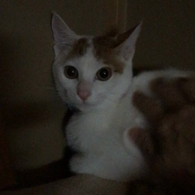 ローズちゃん、ミントくん☺️の画像