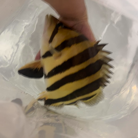 本日も発送！！の画像