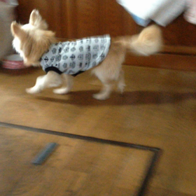 チワワ里親さん募集中です♪初 動画！！の画像