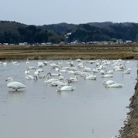 今朝の白鳥の画像