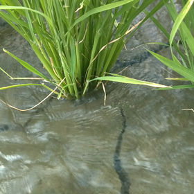 今日の晩飯の画像
