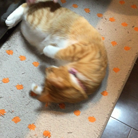 むぎのお気に入りのキッチンマットの画像