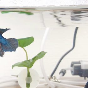 スカイちゃんのジャンプエサ食べの画像