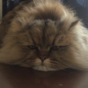 夢の中への画像