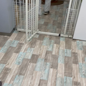 マロさんママっ子の画像